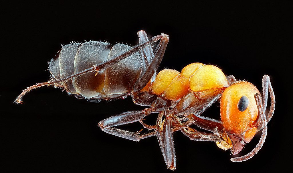 Ant Control service in Spring, TX