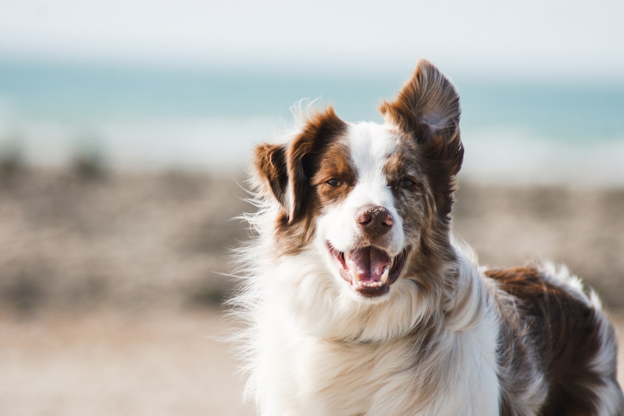 Flea & Tick Control service in Spring, TX