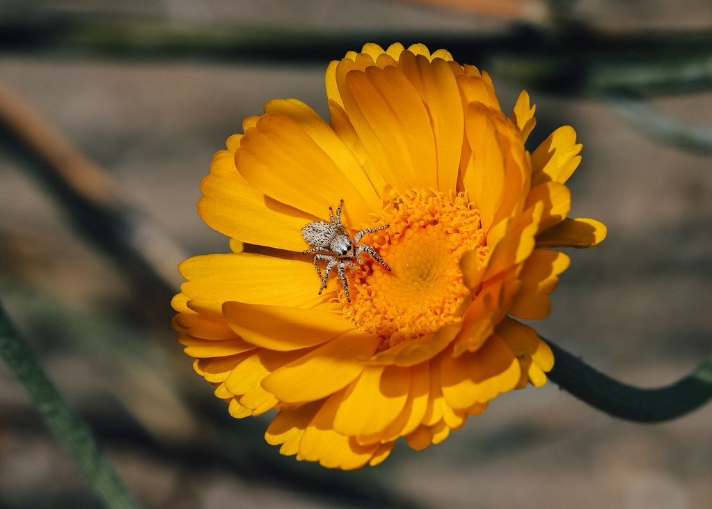 Spider Control service in Spring, TX